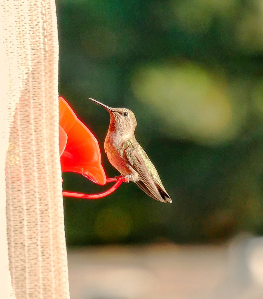 Humming Bird (After SnapSeed)